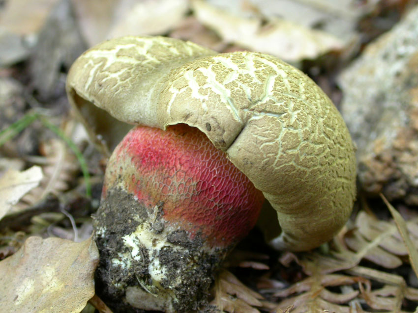 Boletus calopus .