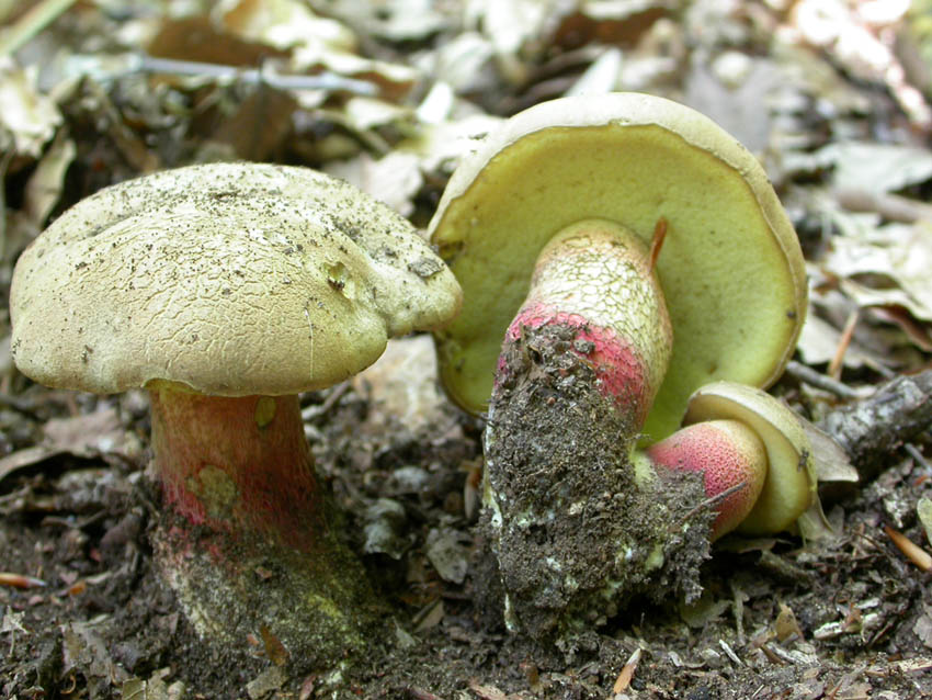 Boletus calopus .