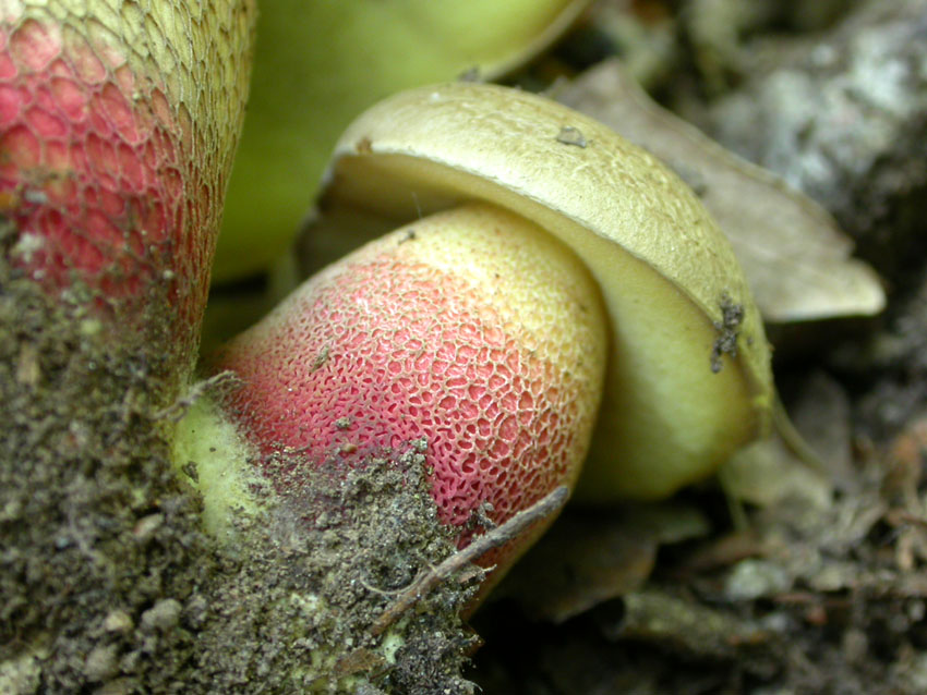 Boletus calopus .