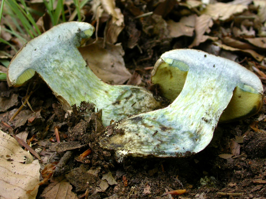 Boletus calopus .