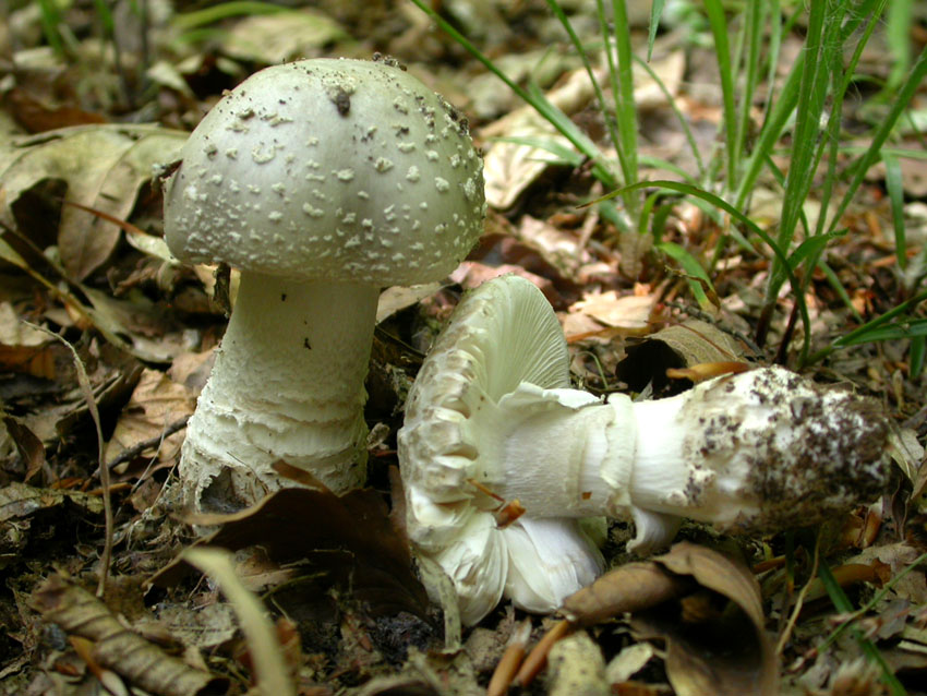 Amanita problematica (1)