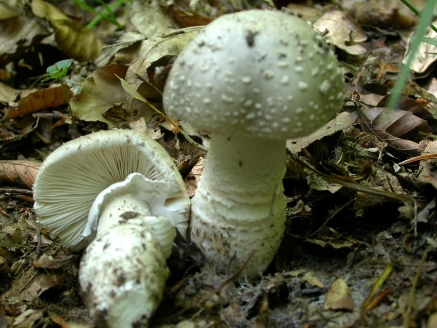 Amanita problematica (1)