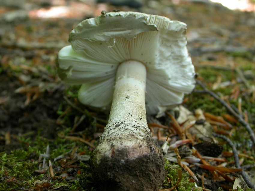 Amanita problematica (2)