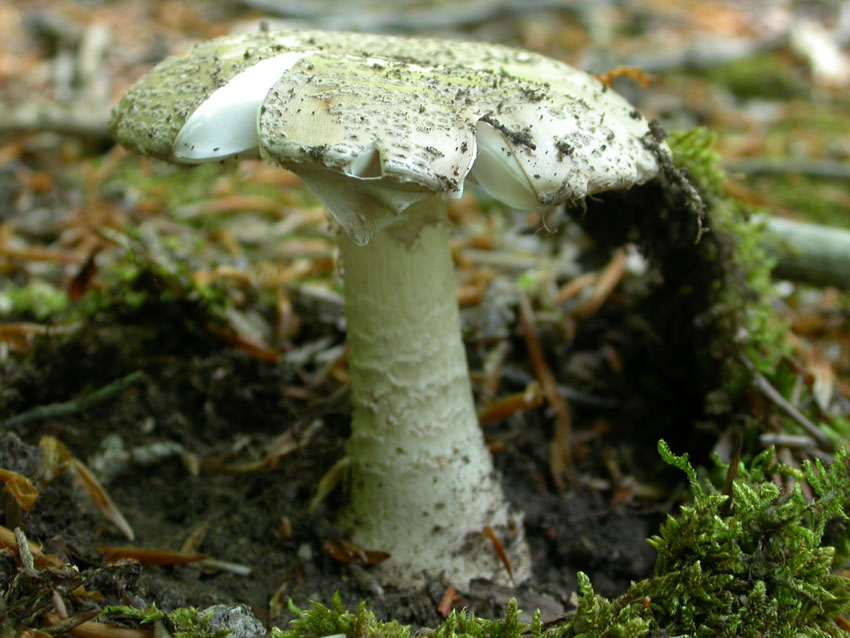 Amanita problematica (2)