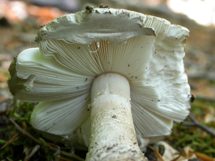 Amanita problematica (2)