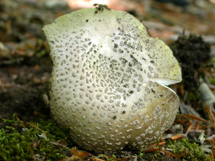 Amanita problematica (2)