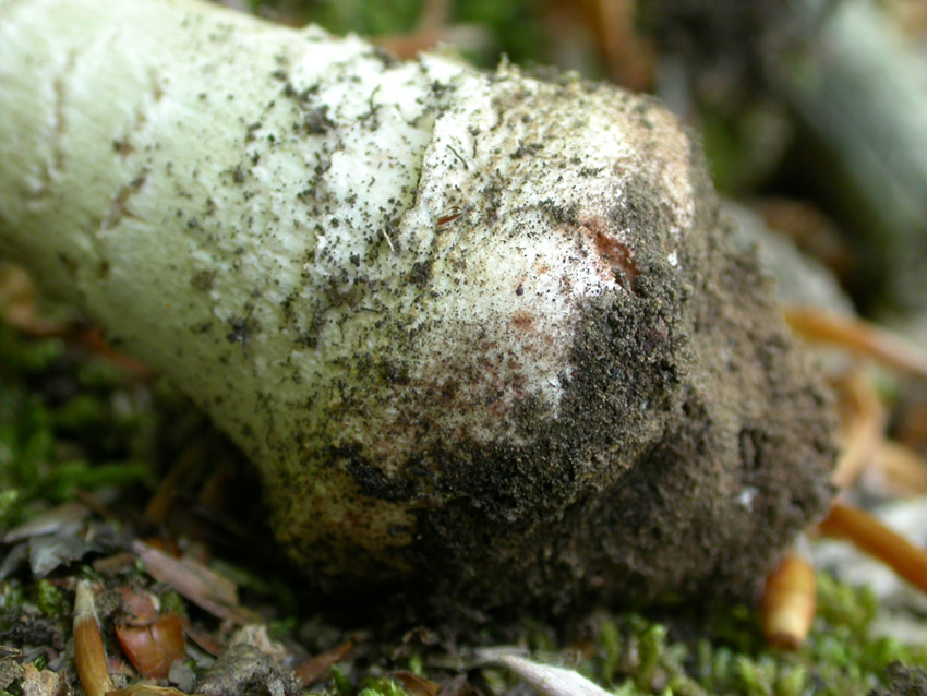 Amanita problematica (2)