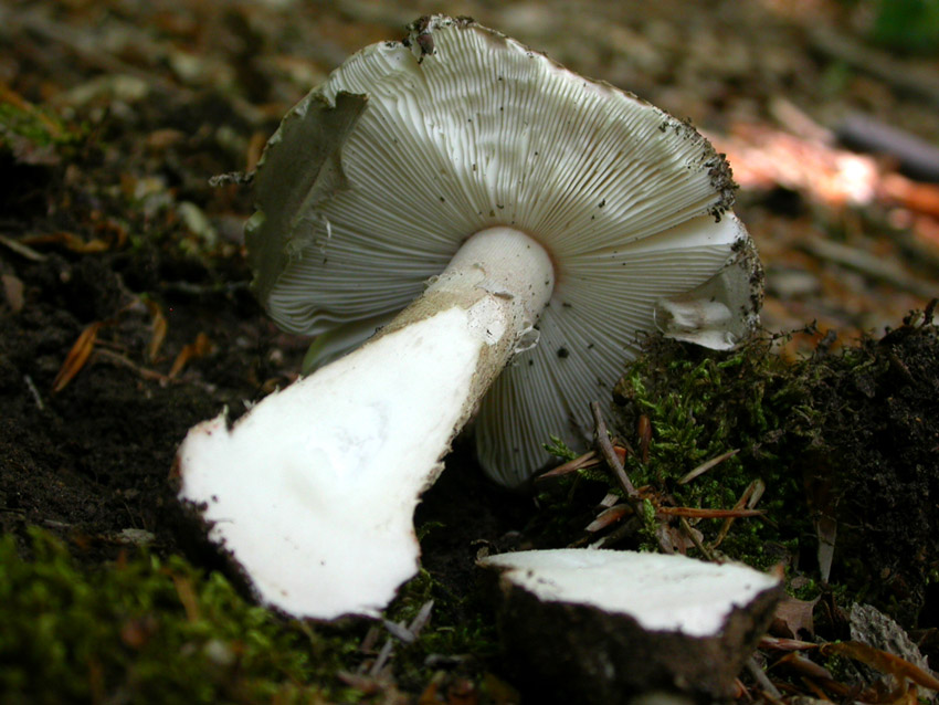 Amanita problematica (2)