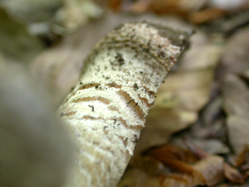 Amanita problematica (2)