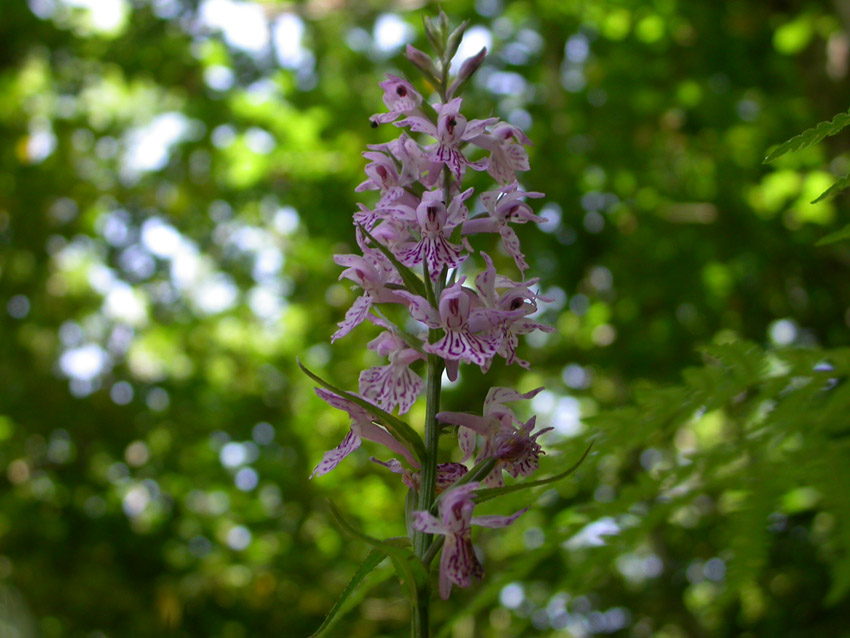 Dactylorhiza maculata