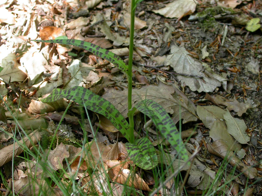 Dactylorhiza maculata