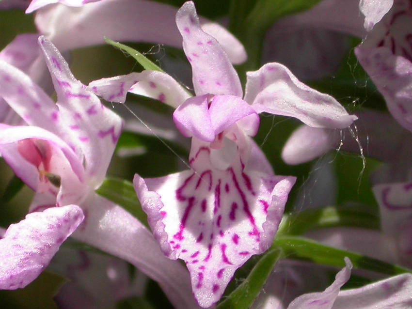 Dactylorhiza maculata