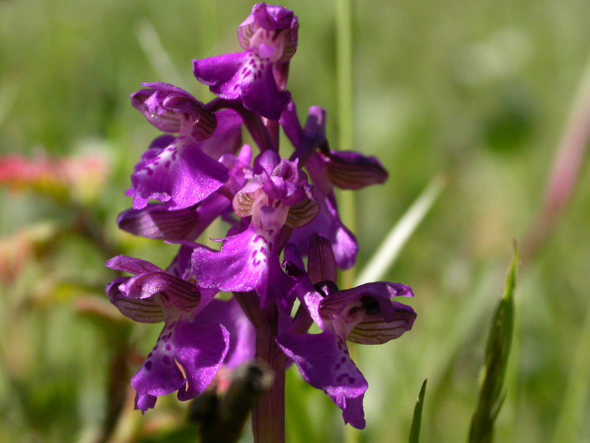 Orchis morio