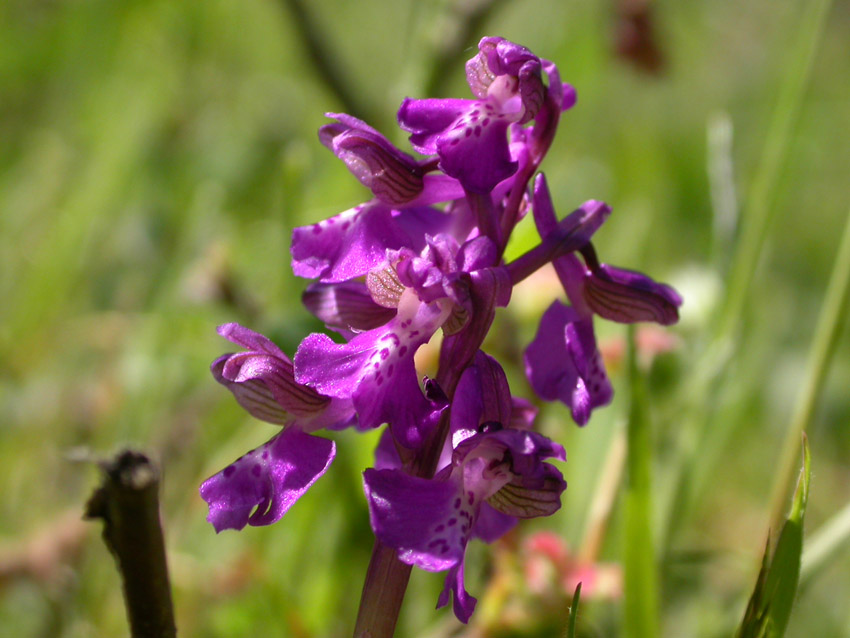 Orchis morio