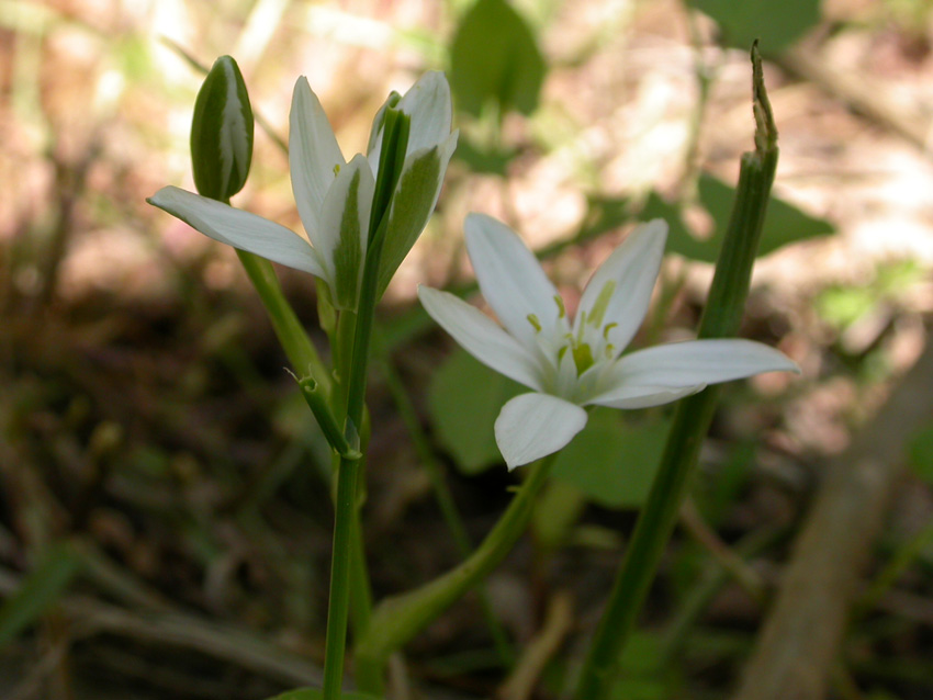 Ornithogalum umbellatum