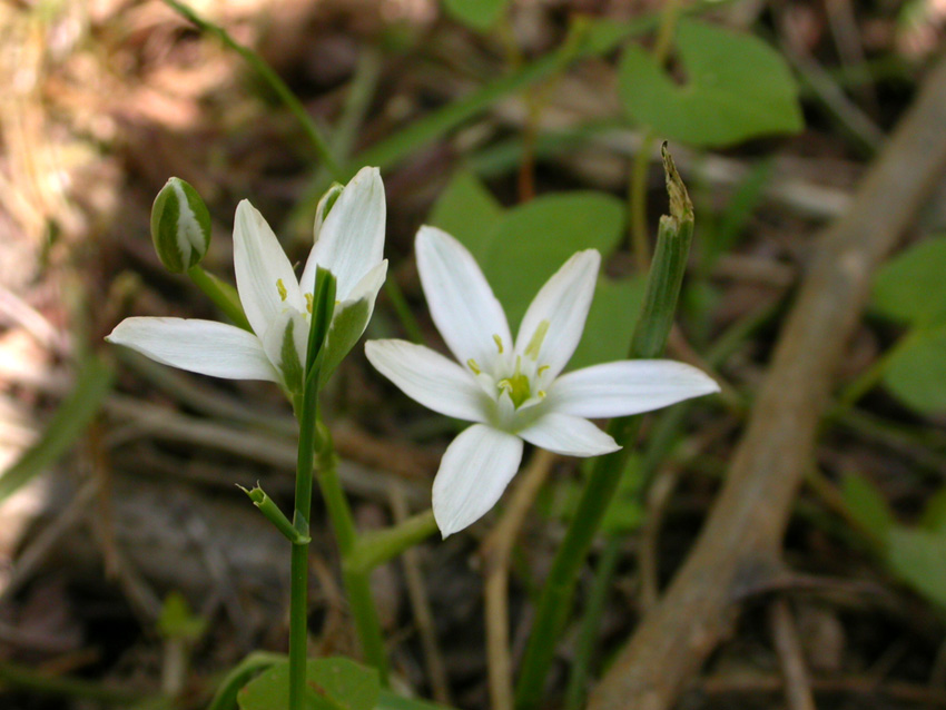 Ornithogalum umbellatum