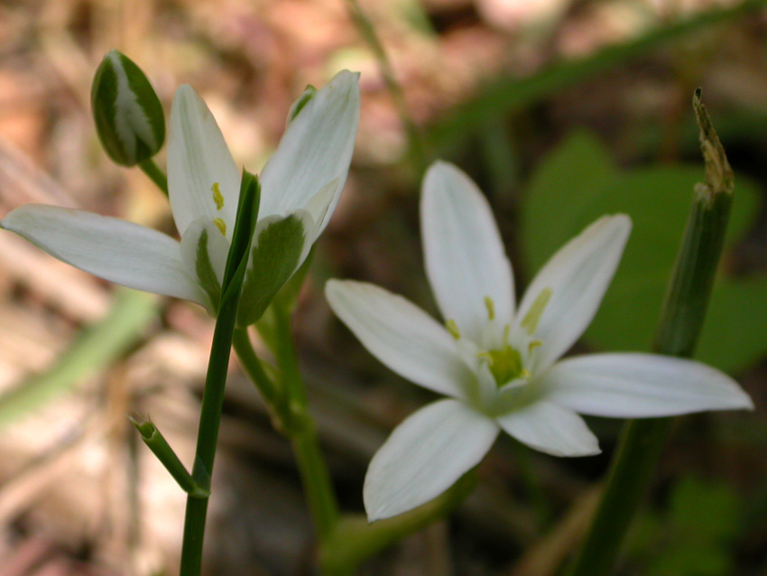 Ornithogalum umbellatum