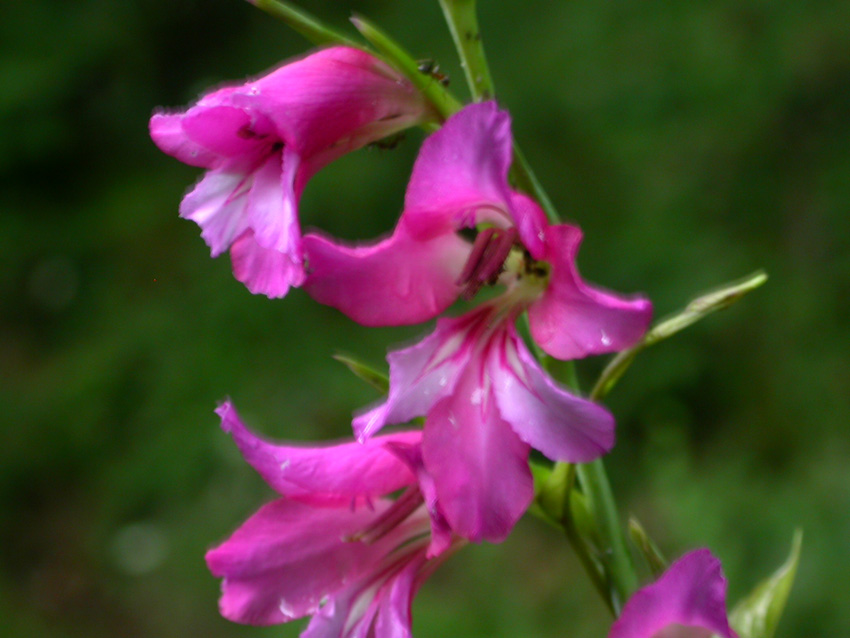 Gladiolus italicus / Gladiolo dei campi