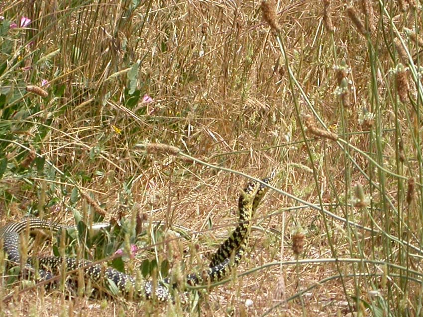 per Biacchi......Hierophis viridiflavus