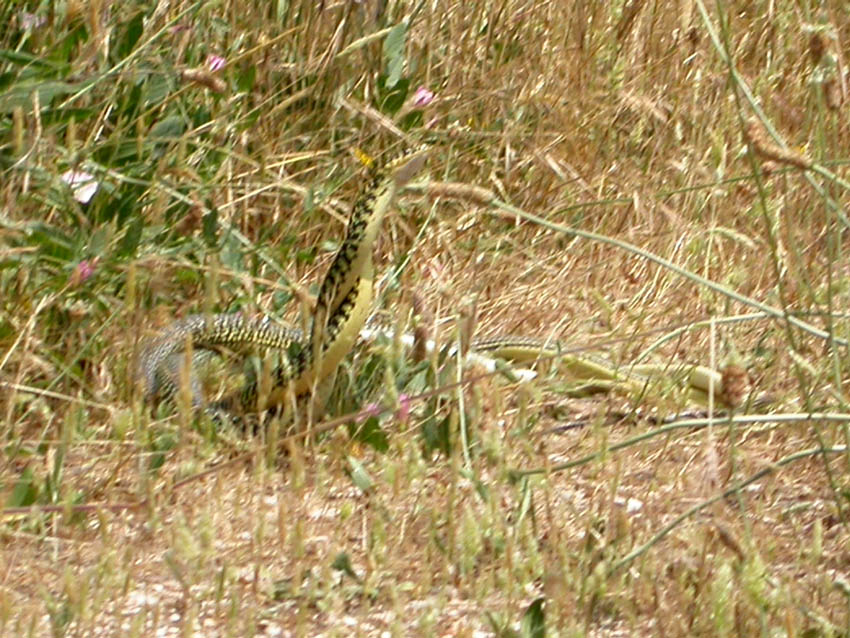 per Biacchi......Hierophis viridiflavus