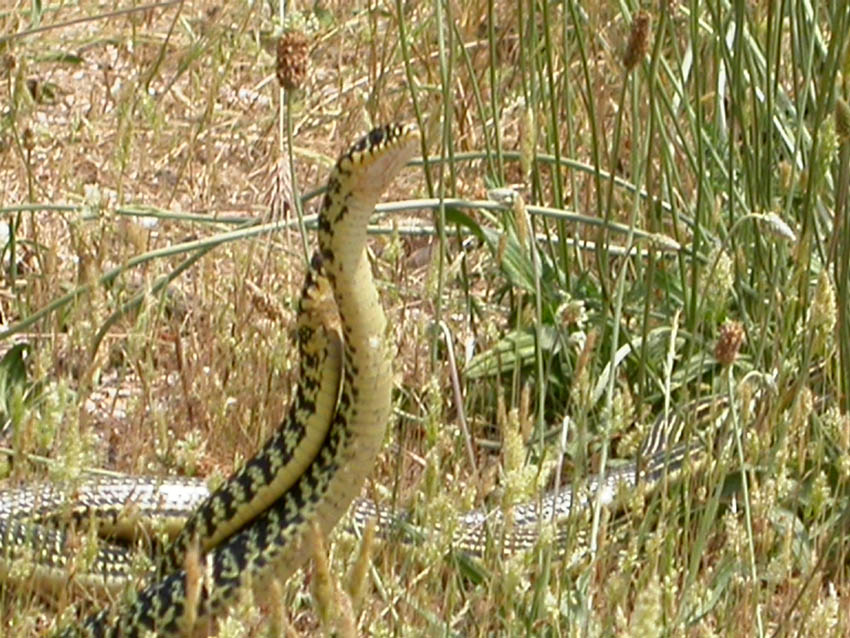 per Biacchi......Hierophis viridiflavus