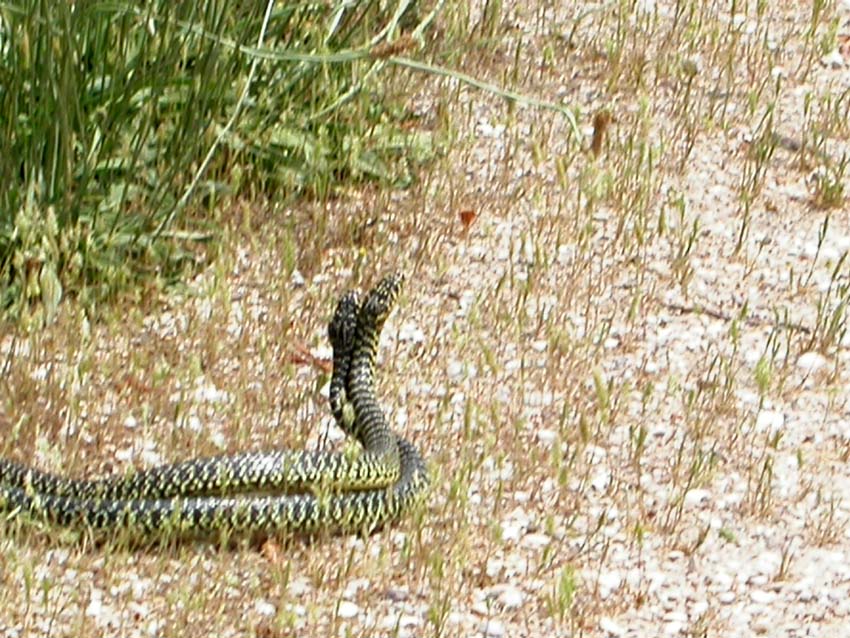 per Biacchi......Hierophis viridiflavus