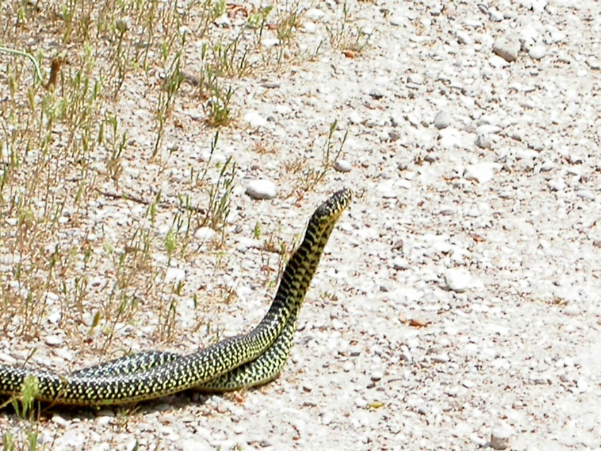 per Biacchi......Hierophis viridiflavus