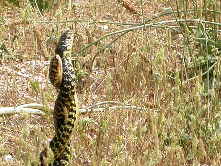 per Biacchi......Hierophis viridiflavus