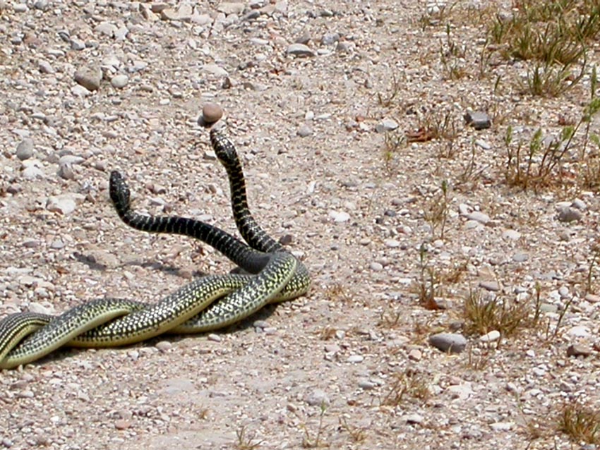 per Biacchi......Hierophis viridiflavus