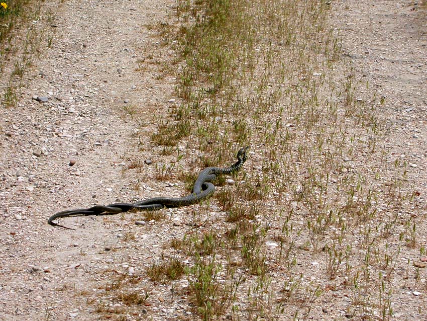 per Biacchi......Hierophis viridiflavus