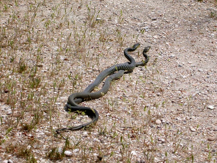 per Biacchi......Hierophis viridiflavus