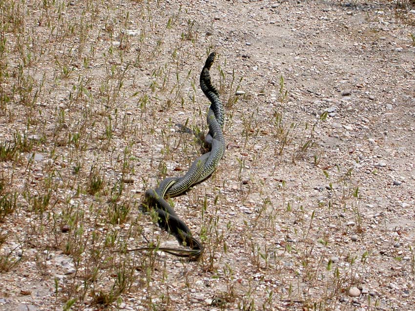 per Biacchi......Hierophis viridiflavus