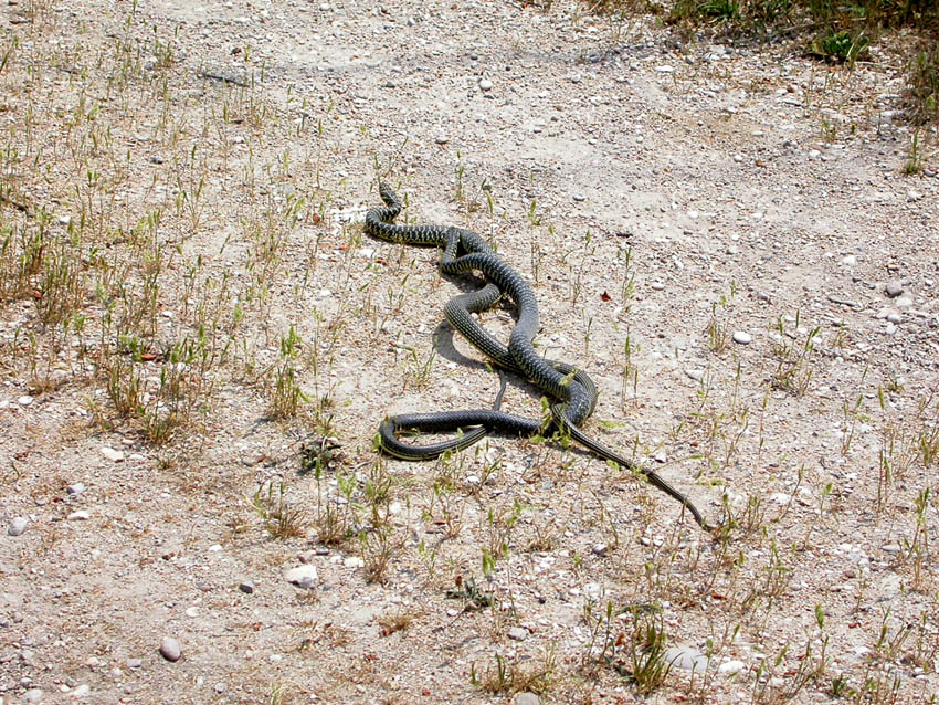 per Biacchi......Hierophis viridiflavus