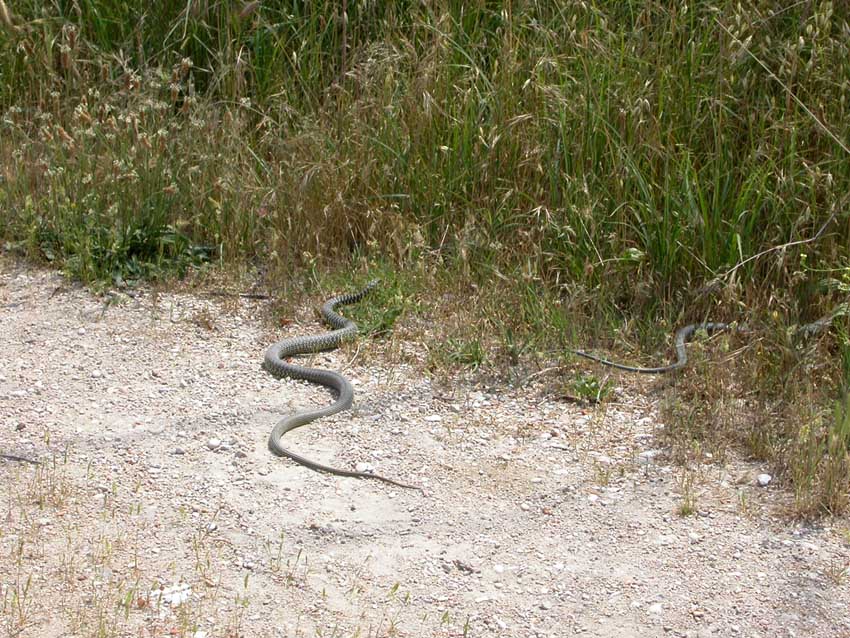 per Biacchi......Hierophis viridiflavus