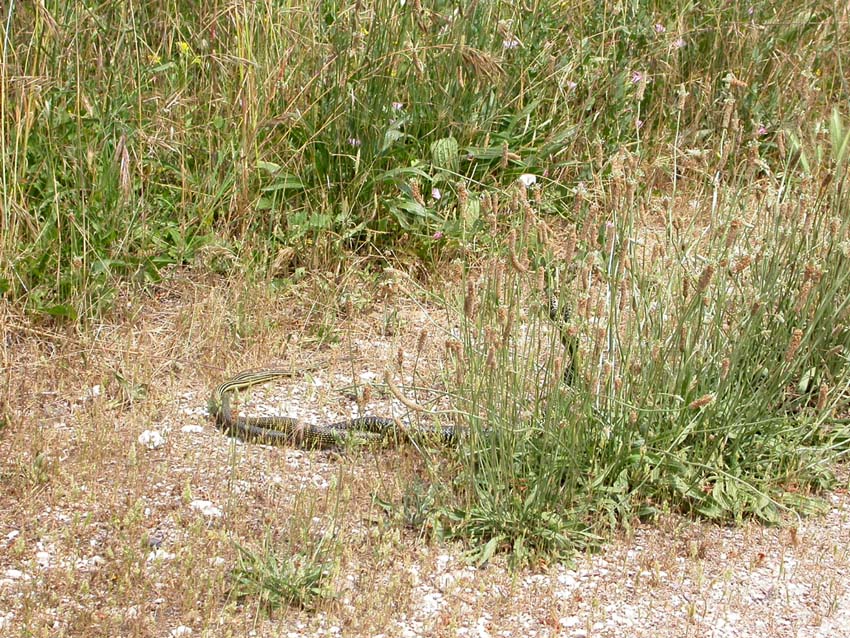 per Biacchi......Hierophis viridiflavus