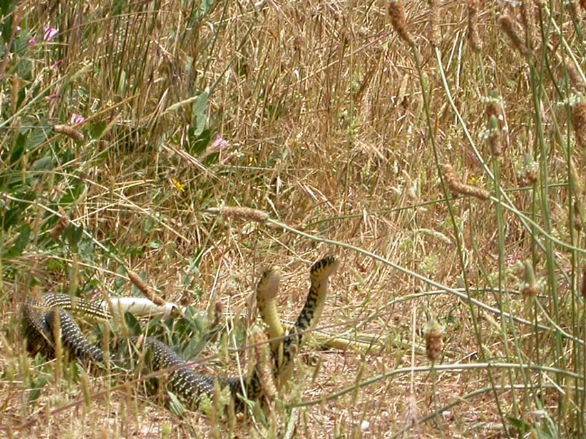 per Biacchi......Hierophis viridiflavus