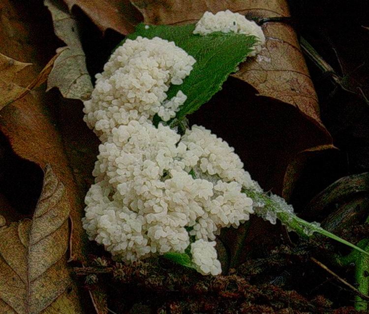 Mucilago crustacea - funghi da determinare