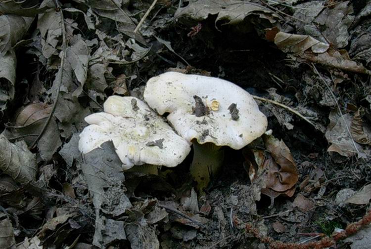 Cantharellus cibarius (cfr. Cantharellus subpruinosus)