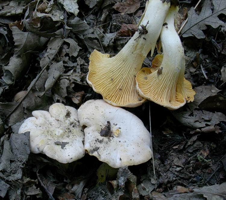 Cantharellus cibarius (cfr. Cantharellus subpruinosus)