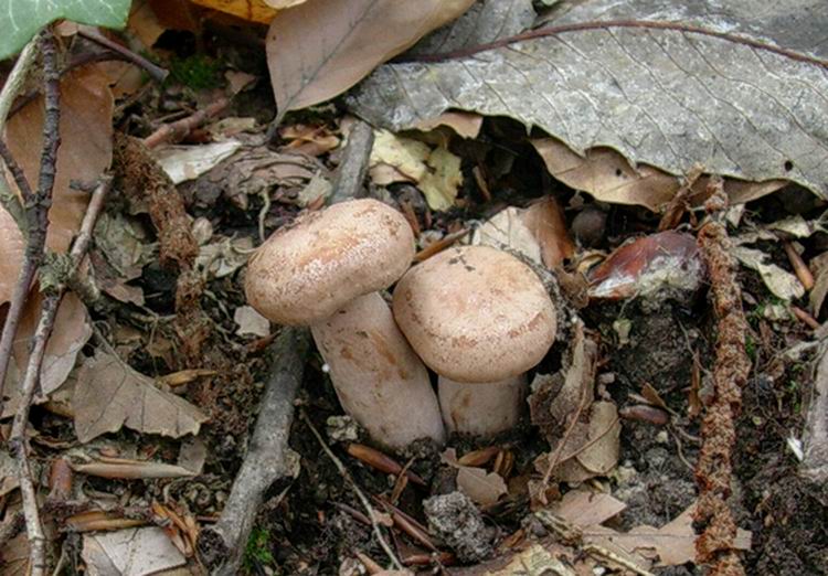 Lactarius quietus