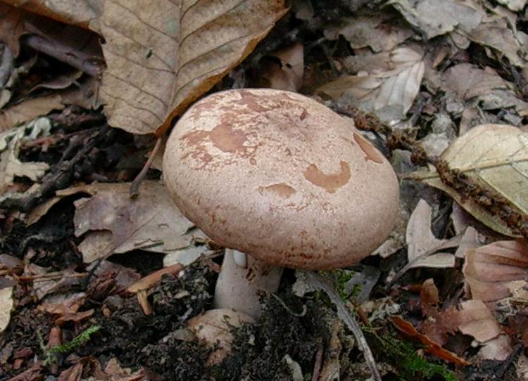 Lactarius quietus