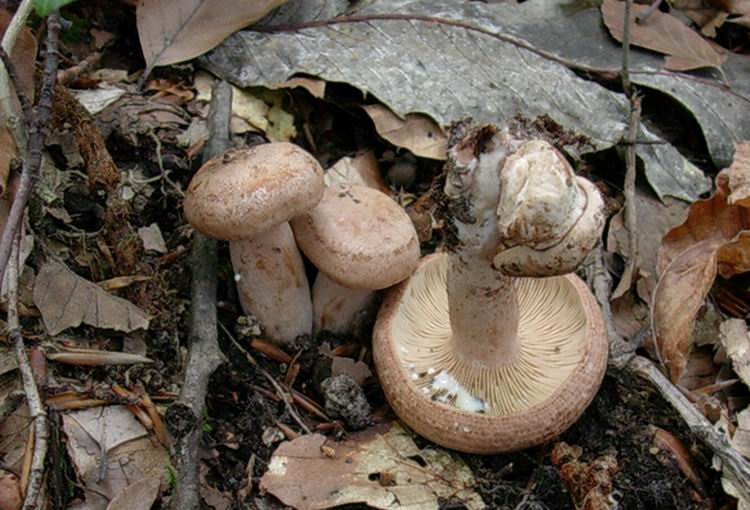 Lactarius quietus