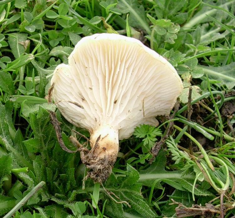 Pleurotus eryngii