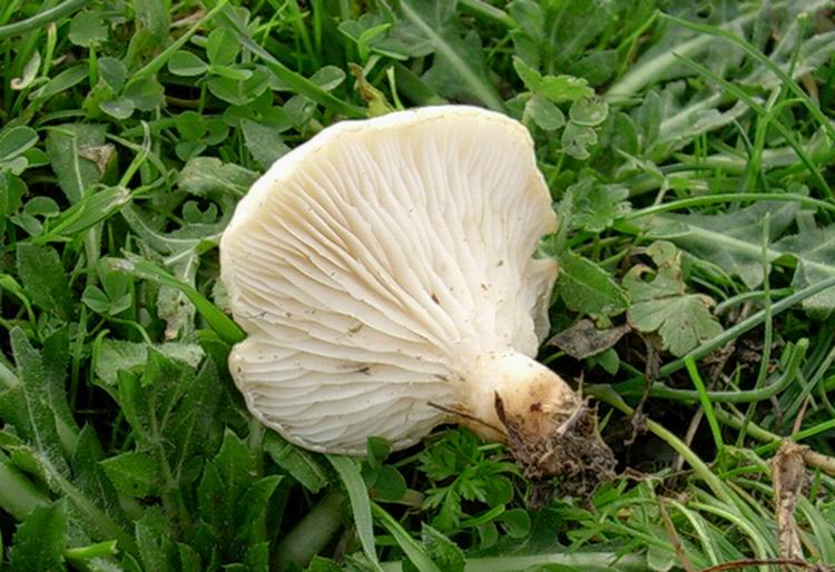 Pleurotus eryngii