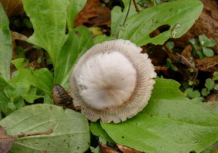 Mycena pura