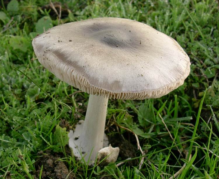 Volvariella gloiocephala