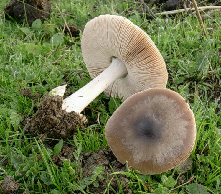 Volvariella gloiocephala