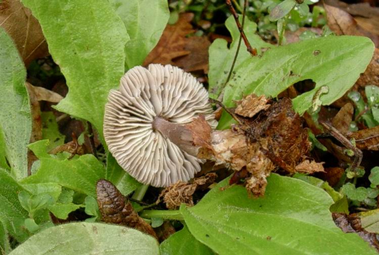 Mycena pura