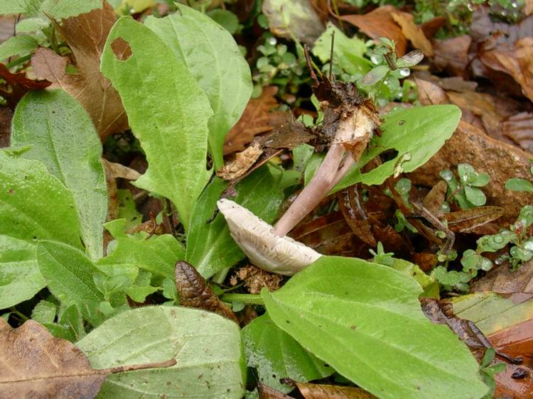 Mycena pura