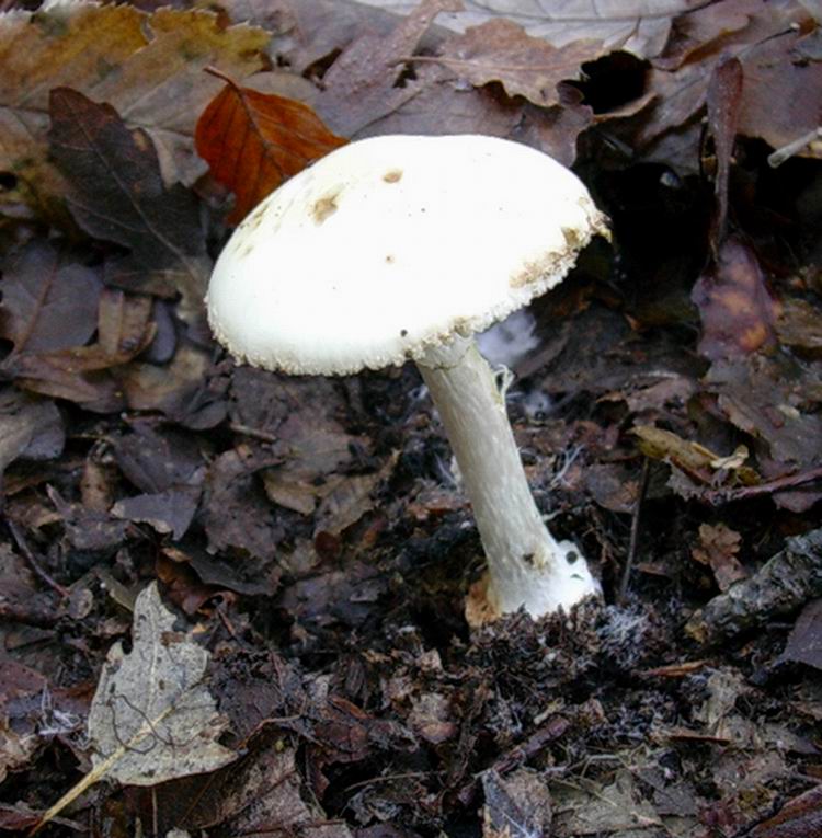 amanita virosa??